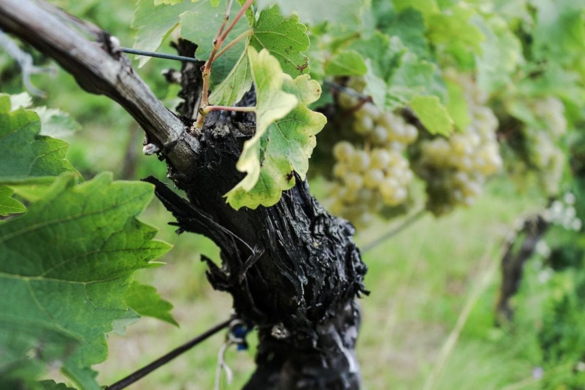 Weinreise im Eisacktal