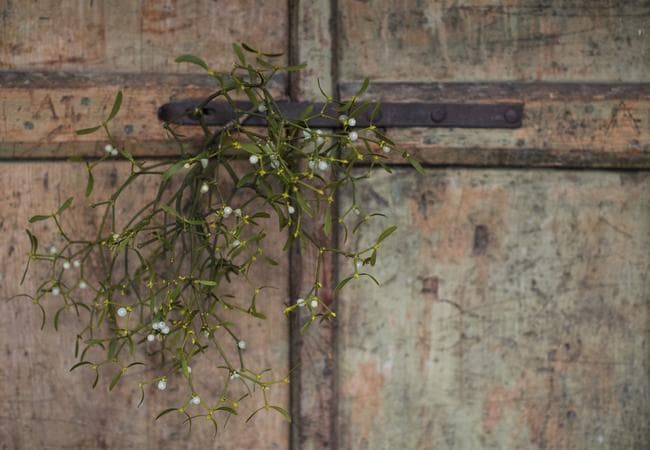 Advent im Weinberg